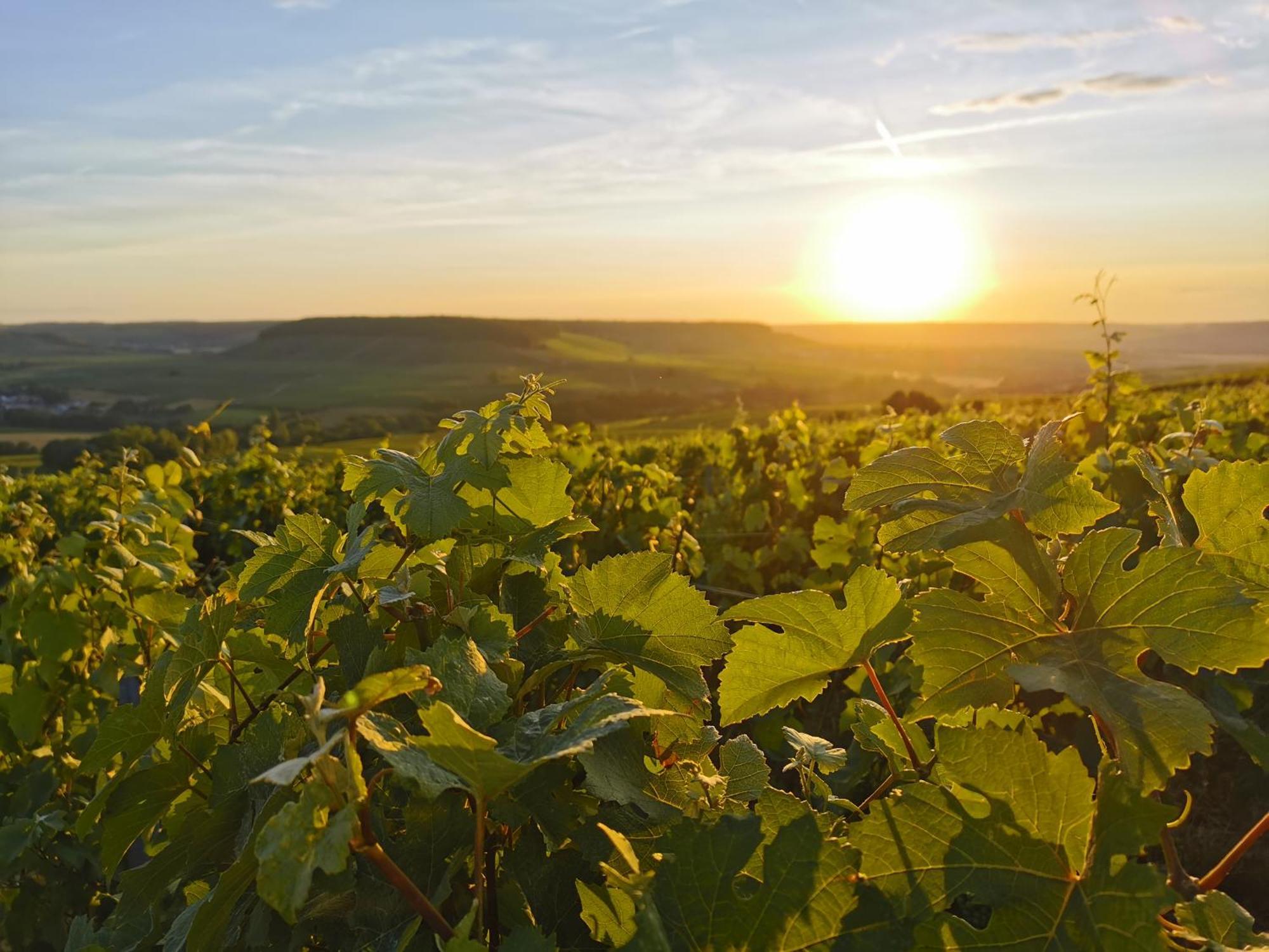 Hostellerie Briqueterie & Spa Champagne Vinay  Dış mekan fotoğraf Vineyards in the Moselle region